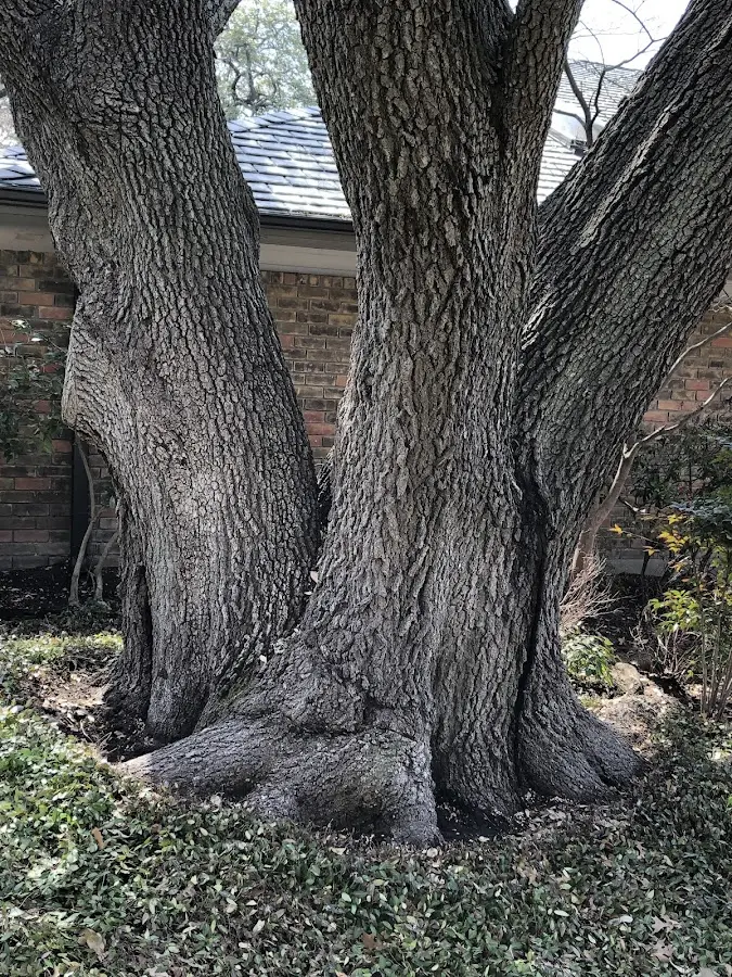 Mature heritage tree close to a Bernardsville property cared for by certified arborists